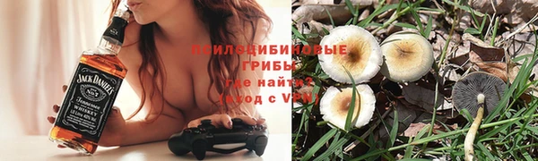 стаф Алзамай